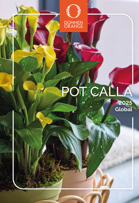 New Calla brochures pot plants 2025