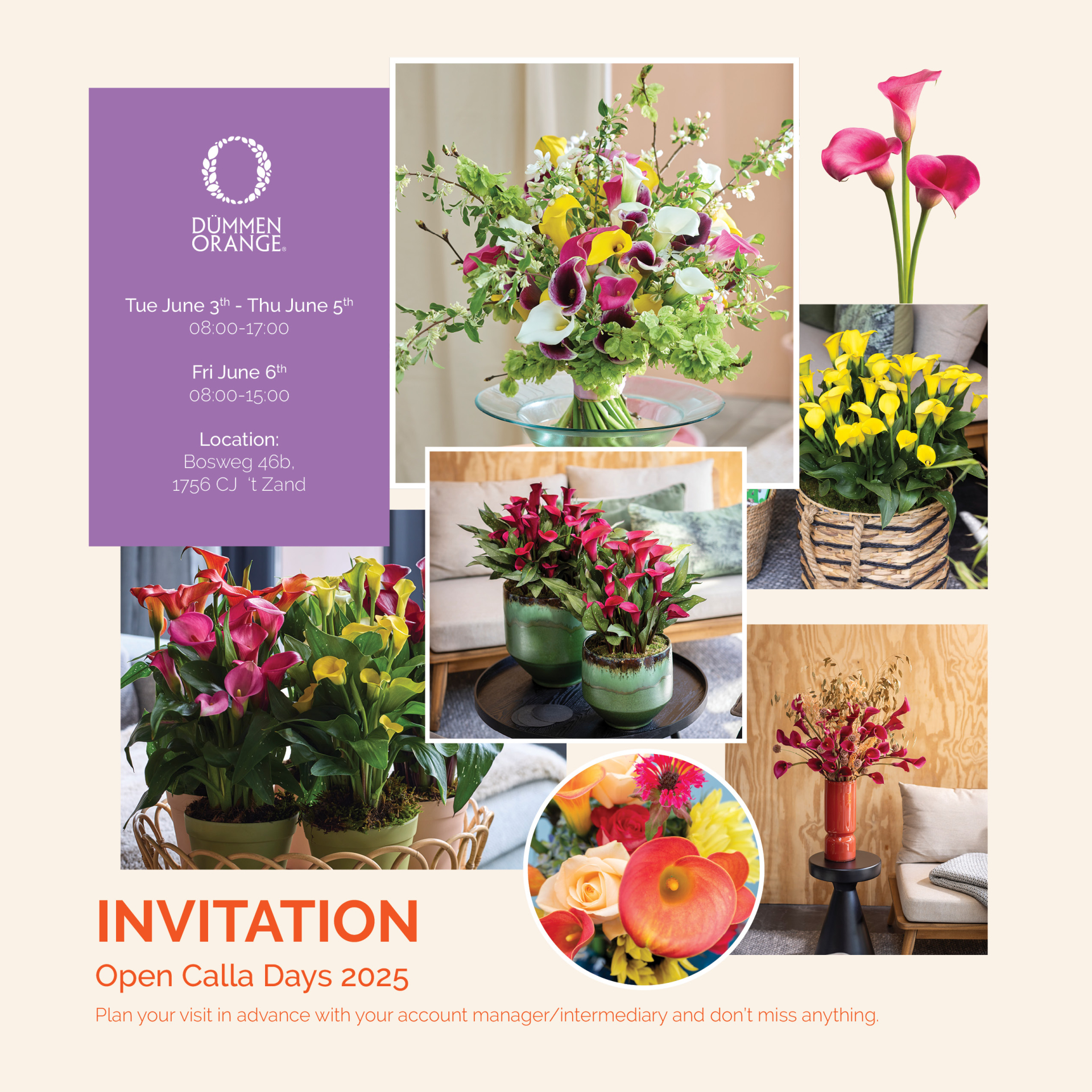 Open Calla Days 2025