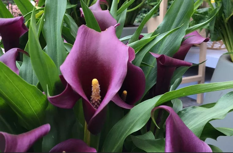 Calla's at Keukenhof