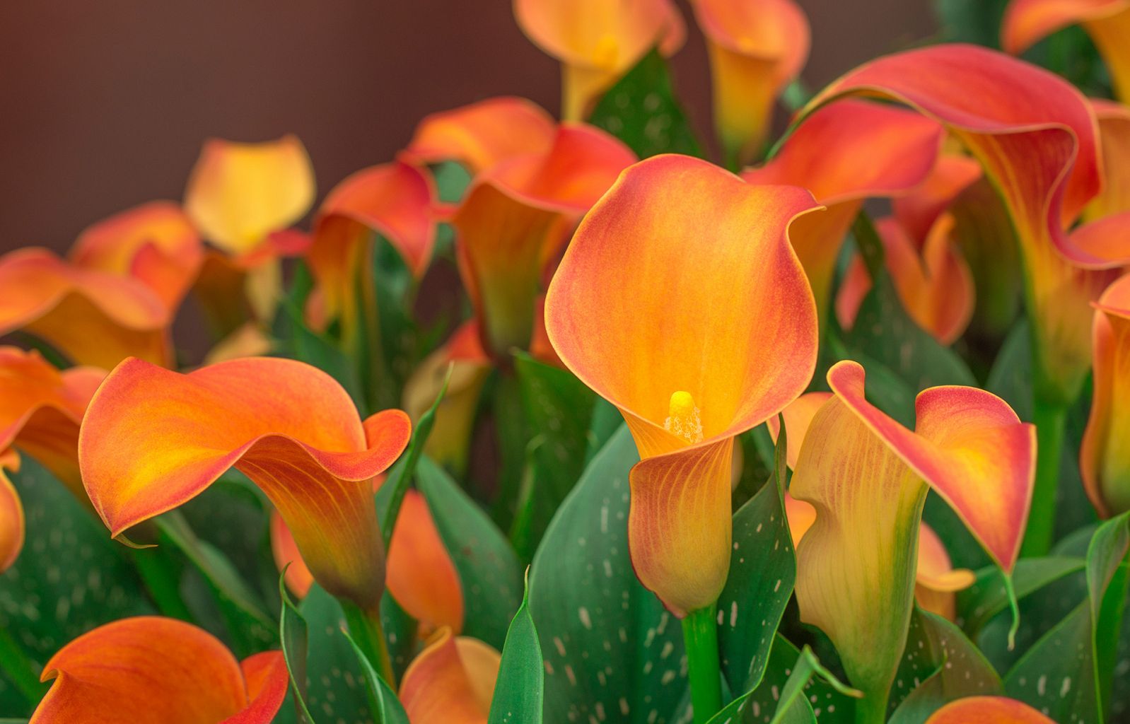 Calla